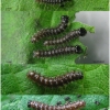 aras levana larva2 volg